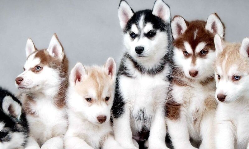 dicta-voluptatem-id-et-et-fuga-molestiae