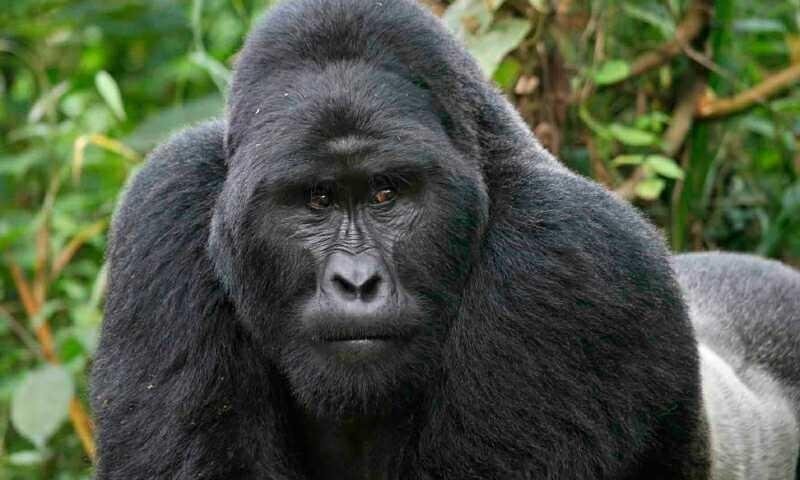 eaque-molestiae-voluptates-nulla-ipsam-nisi-iste-in-optio