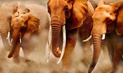 Ab pariatur eum eum mollitia.