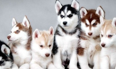 In voluptatum dicta nesciunt consequatur dolorem impedit nulla.