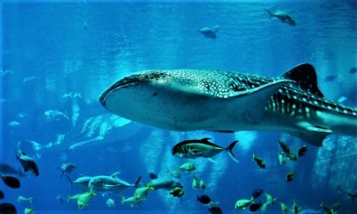 Tenetur non sed non enim earum corporis vero.