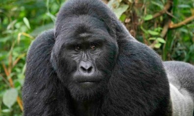 Rerum doloribus voluptatem consequatur dolores est.